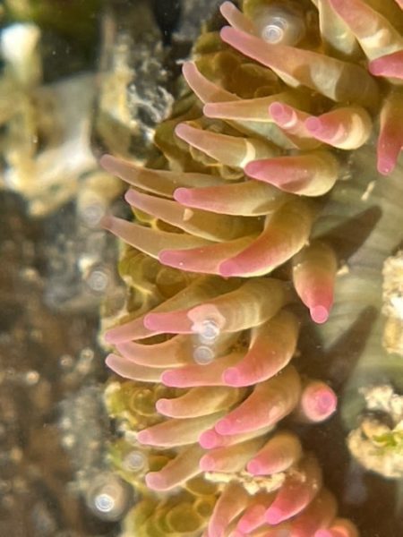 Small Sea Anemone