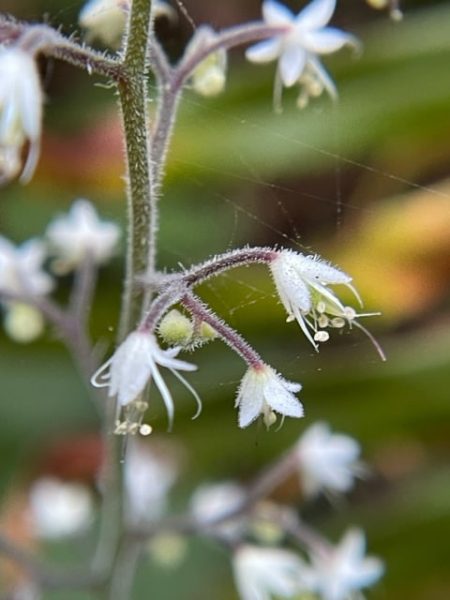 Small Flowering Plant