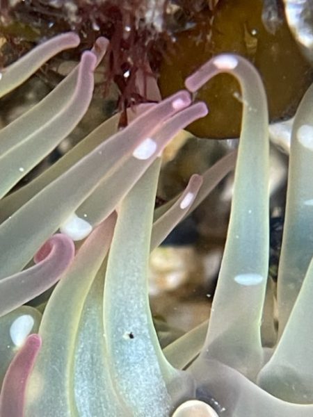 Small Sea Anemone Close Up
