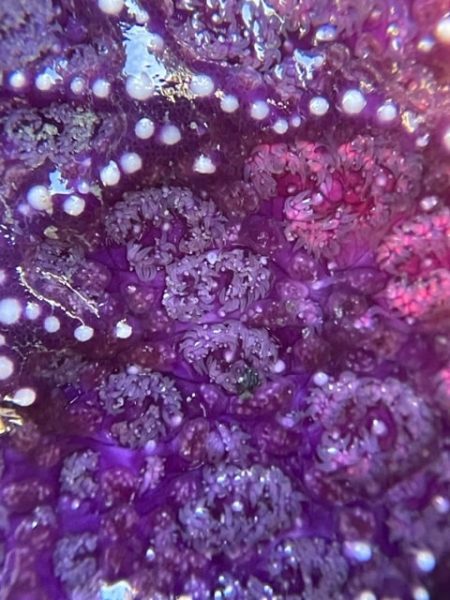 Purple Starfsh Close UP
